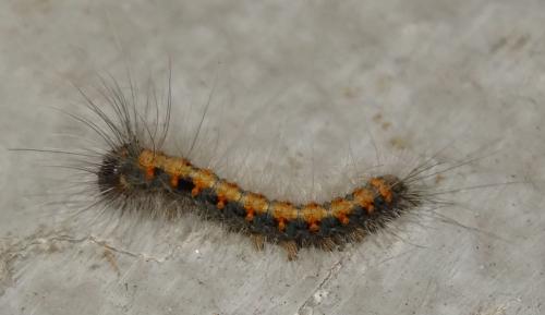 Lasiocampa quercus
